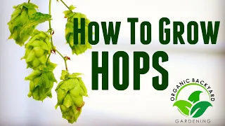 How to Grow Hops in Containers at Home for Beer Brewing - Backyard Growing Hops Guide