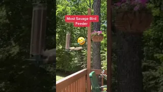 FUNNY ANTI SQUIRREL BIRD FEEDER COMPILATION | TRY NOT TO LAUGH