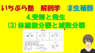 【いちぷら塾】解剖学　8生殖器　4受精と発生（３）体細胞分裂と減数分裂 #あん摩マッサージ指圧師、鍼灸師