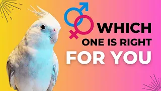 Choosing Your Cockatiel: Male vs. Female Behavior Insights