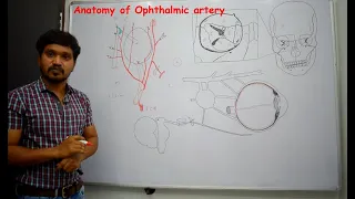 Anatomy of Ophthalmic artery - (Contents of orbit - 2)- Simplified & made easy for beginners