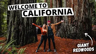 California: 1 Day in Redwood National & State Parks | Drive-Thru Tree, Avenue of the Giants, & MORE!