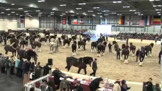 The Shire Horse Society Spring Show 2013