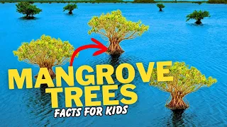 What are Mangrove Trees? (Facts For Kids)