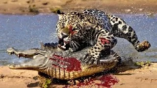 Crocodile vs Lion - Crocodile vs Wild Dog - Crocodile vs Antelope Funny Animals Attack video 2016