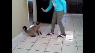 Gizmo the Cat gives HIGH FIVE!