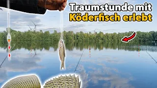 Zanderangeln mit Köderfisch am See - Unfassbare Strategie!