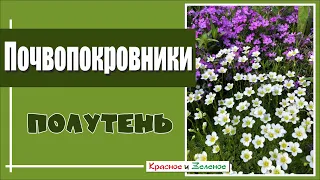 Лучшие почвопокровные растения для полутени. Садовые сокровища.