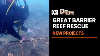 Scientists experiment with ways to preserve coral on Great Barrier Reef | The Drum