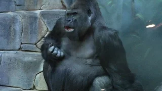 Gorillas in the Moscow Zoo / Гориллы в Московском Зоопарке
