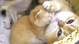 The tiny kitten, grooming itself and wrestling with its mother cat, is so cute