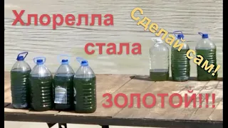 ХЛОРЕЛЛА СТАЛА ЗОЛОТОЙ !!!! ТАК СДЕЛАЙ ЕЁ САМ !!!