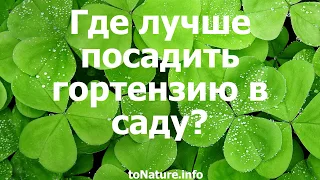 Где лучше посадить гортензию в саду?