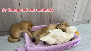 The duck was scared by the cat!The duck forcibly occupied the cat's bed.So funny and cute Pet video