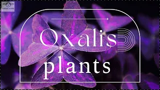 The Hidden Charms of #oxalis  #plants