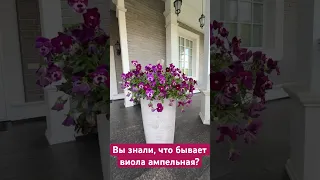 А вы знали как выглядит виола ампельная? ВИОЛА ВИТТРОКА АМПЕЛЬНАЯ "RASPBERRY" в кадочном оформлении