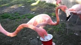 Feeding Flamingos in San Diego Zoo