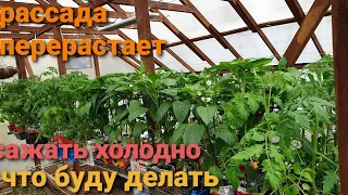 Рассада перерастает Как быть? Сажать или подождать Первые помидорки созрели Сажаю в мешки Печка