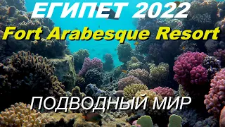 Египет 2022. Отель Fort Arabesque Resort, Makadi Bay. Коралловый риф и подводный мир.