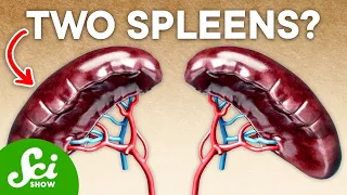 20% of Humans Have an Extra Spleen—Here's Why