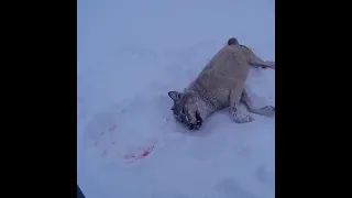 Волки. Западная Сибирь. Нападение на домашних животных 2021г