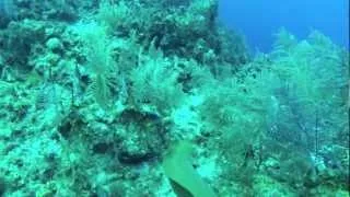 Into the Ocean - GoPro Scuba Diving Grand Cayman (dive housing)