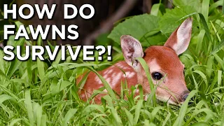 Whitetail Fawn MYTHS And FACTS!  | Survival Rates, Predation, Scent