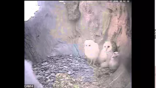 Barn Owl Chick Mirrors Its Sibling | Discover Wildlife | Robert E Fuller