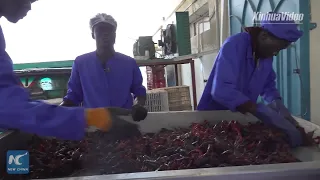 China's growing demand for crayfish helps Egyptian fishermen prosper