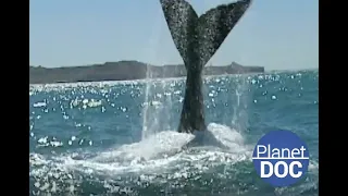 To learn: the stage in which the whale of Patagonia Argentina could disappear...