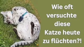 diese Katzen halten mich wieder voll auf Trab