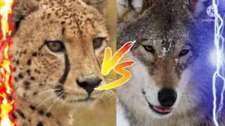 AFRICAN CHEETAH VS GREY WOLF WHO WOULD WIN