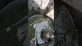 Squirrel Saved from Full Rain Bucket || ViralHog