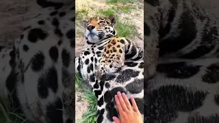 BIG Jaguar Belly! SO CUTE
