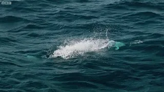 Flying Fish Picked Off From Above And Below   The Hunt   BBC Earth360P