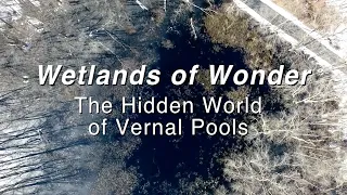 Wetlands of Wonder: The Hidden World of Vernal Pools