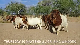 Top genetic boer goat auction! Safe the date! 30 May 2024!