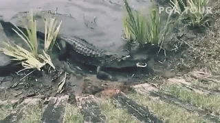 Аллигатор сразился со змеей в Луизиане