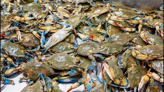 Blue crab CATCH and COOK surfside TX