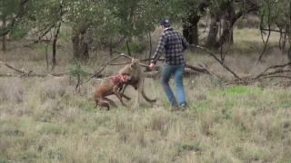 Мужик дерётся с кенгуру!