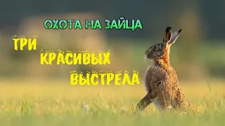 Охота на зайца. Три красивых выстрела