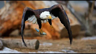 Eagles & Osprey's Hunting - Fish Hunting Part 2