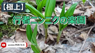 極上 行者ニンニクの楽園