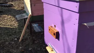 Первый лёт пчёл, апрель 2019 года