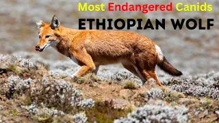 Ethiopian Wolf: One of the Most Endangered Canids