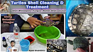 TURTLES shell Cleaning & Treatment - Shell Rot , Whitespots or Fungus on shell #Turtles #Tortoise