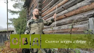 Снятие шкуры с бобра