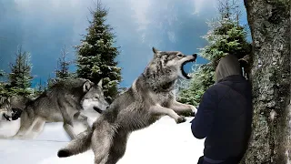 Wolf Surrounded the Wounded Man and He Thought He Would Die, but Then the  Unbelievable Happened!