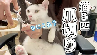 【初挑戦】ママ一人で猫５匹の爪切りをします！！