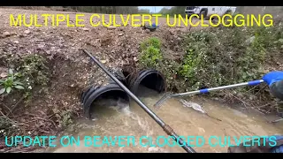 multiple culvert unclogging 4/5/23 update on beaver clogged culverts